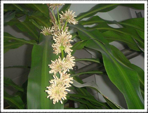 巴西木开花是什么兆头吉利吗 巴西木开花是否有毒能在家养吗