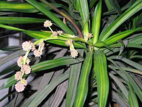 巴西木开花是什么兆头吉利吗 巴西木开花是否有毒能在家养吗