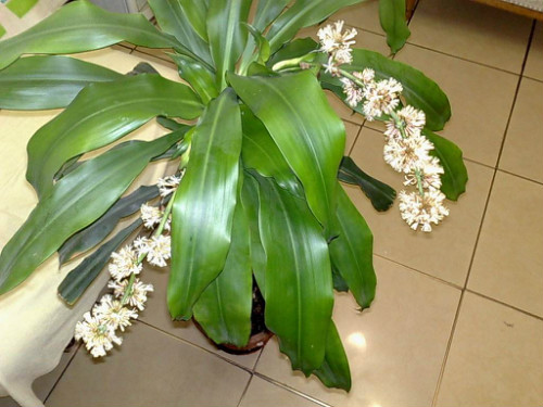 巴西木开花是什么兆头吉利吗 巴西木开花是否有毒能在家养吗