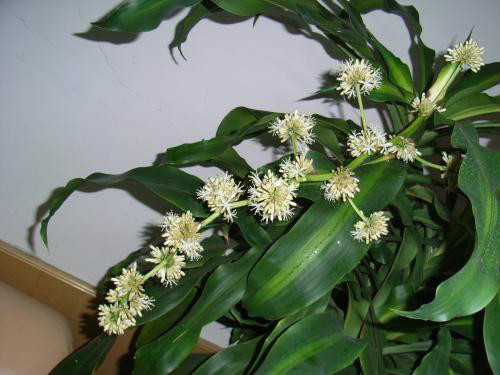 巴西木开花是什么兆头吉利吗 巴西木开花是否有毒能在家养吗