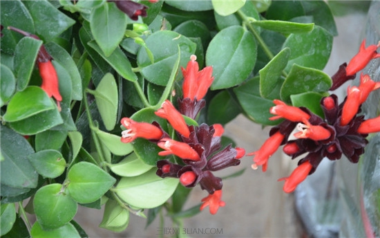 �ں����Ҷ��������ô���� �ں����������ô��һ�ν�����ˮ