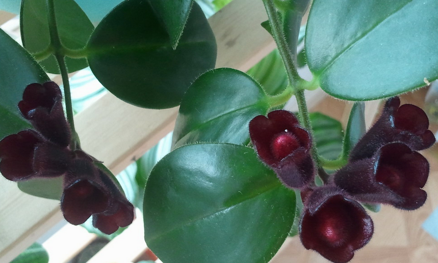 口红吊兰的花期及开花时的征兆 口红吊兰为什么不开花及解决办法