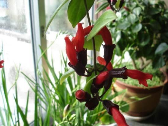 �ں�����Ļ��ڼ�����ʱ������ �ں����Ϊʲô������������취