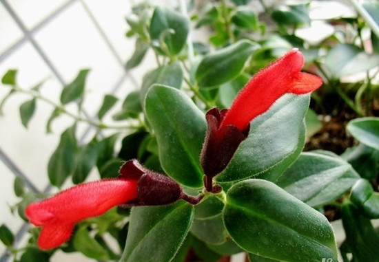 口红吊兰的花期及开花时的征兆 口红吊兰为什么不开花及解决办法