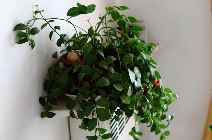 �ں�����Ļ��ڼ�����ʱ������ �ں����Ϊʲô������������취