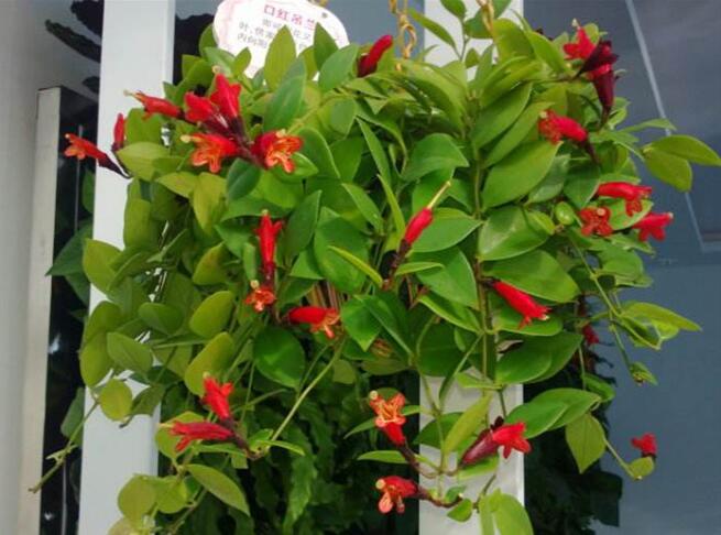 �ں�����Ļ��ڼ�����ʱ������ �ں����Ϊʲô������������취