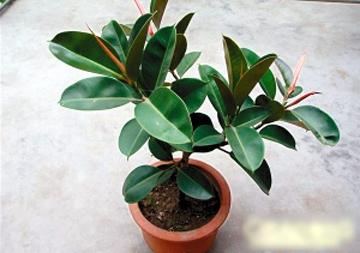 ��Ƥ��ʲôʱ�������ô���跽�� ��Ƥ������ע����������Щ