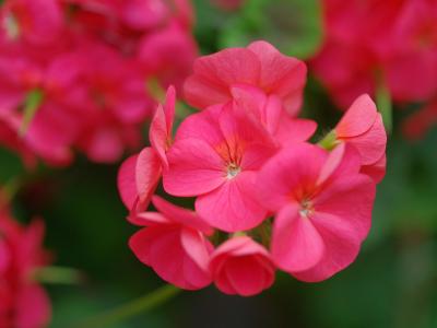 ���ÿ���ô����ʲô����ôʩ�� ���ÿ�����ֳ������ע������