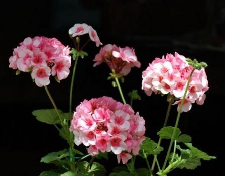 天竺葵怎么养用什么土怎么施肥 天竺葵的养殖方法和注意事项