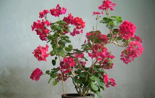 天竺葵怎么养用什么土怎么施肥 天竺葵的养殖方法和注意事项