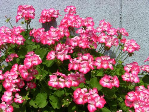 天竺葵怎么养用什么土怎么施肥 天竺葵的养殖方法和注意事项