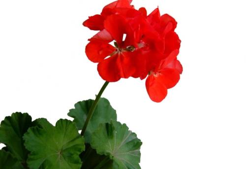 ���ÿ�Ҷ�ӱ�Ե������ʲôҩ��ô�� ���ÿ�Ҷ�ӷ���ͼƬ��ô����