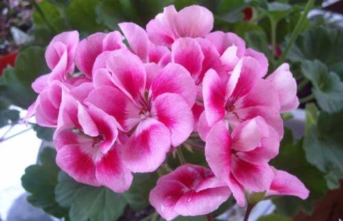 ���ÿ��ø���ô������ô�Ȼ� ������ֹ���ÿ��ø���������ͼƬ