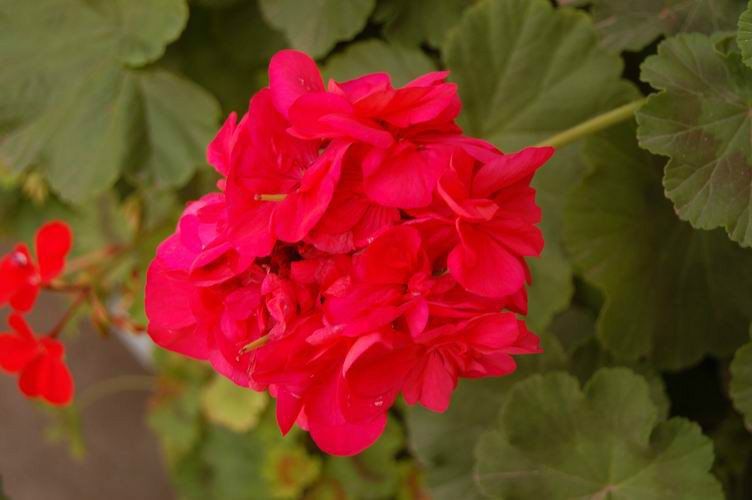 天竺葵适合放在室内养吗会中毒吗 天竺葵可以放卧室吗图片