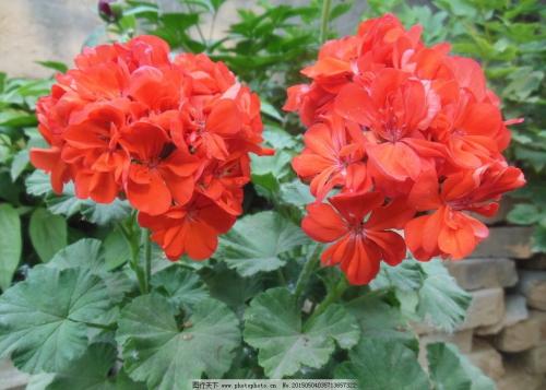 天竺葵扦插方法与时间怎么样生根快 天竺葵怎样扦插图解介绍