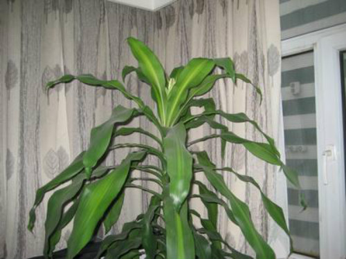 ����ľ̫������ô�޼�����  ����ľ�޼�����ͼ�ⲽ����Ƶ