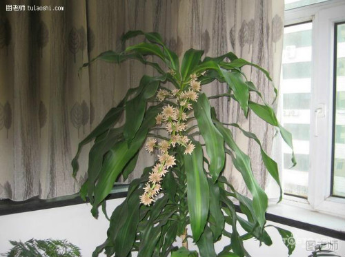 ����ľ̫������ô�޼�����  ����ľ�޼�����ͼ�ⲽ����Ƶ