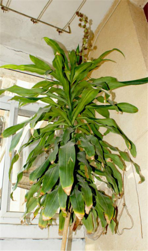 ����ľ̫������ô�޼�����  ����ľ�޼�����ͼ�ⲽ����Ƶ