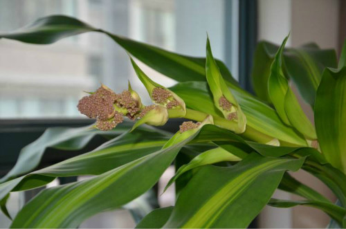 ����ľ̫������ô�޼�����  ����ľ�޼�����ͼ�ⲽ����Ƶ