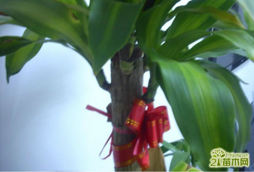 ����ľ̫������ô�޼�����  ����ľ�޼�����ͼ�ⲽ����Ƶ