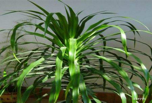 ����ľ̫������ô�޼�����  ����ľ�޼�����ͼ�ⲽ����Ƶ