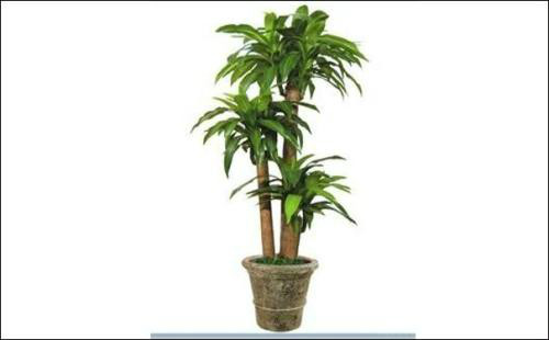 ����ľ̫������ô�޼�����  ����ľ�޼�����ͼ�ⲽ����Ƶ