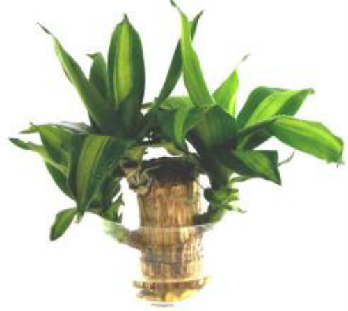 ����ľ̫������ô�޼�����  ����ľ�޼�����ͼ�ⲽ����Ƶ