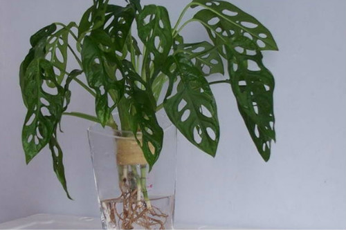 �걳�����ˮ���� ˮ��걳�������������Ҷ�ӷ�������