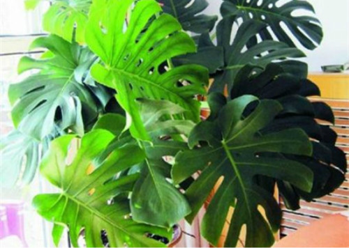 �걳�����ˮ���� ˮ��걳�������������Ҷ�ӷ�������