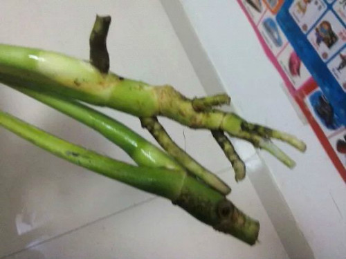 �걳�����ˮ���� ˮ��걳�������������Ҷ�ӷ�������