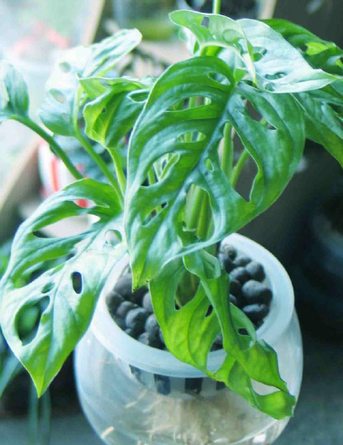 �걳�����ˮ���� ˮ��걳�������������Ҷ�ӷ�������