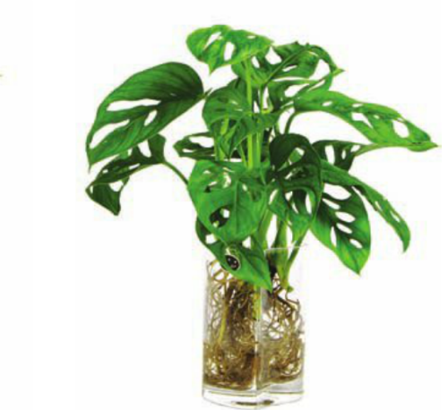 �걳�����ˮ���� ˮ��걳�������������Ҷ�ӷ�������