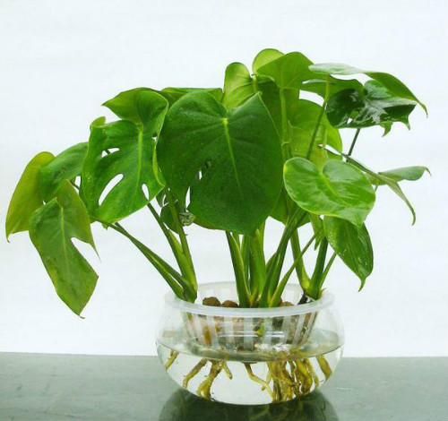 �걳�����ˮ���� ˮ��걳�������������Ҷ�ӷ�������