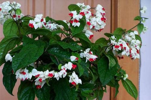 龙吐珠花有毒吗可以放卧室吗 龙吐珠的果实能吃吗有什么危害