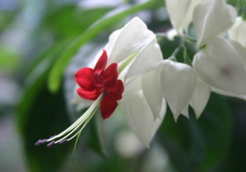 龙吐珠花有毒吗可以放卧室吗 龙吐珠的果实能吃吗有什么危害