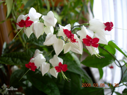 龙吐珠花有毒吗可以放卧室吗 龙吐珠的果实能吃吗有什么危害