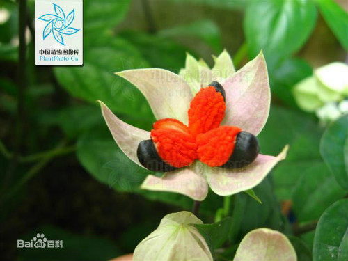 龙吐珠花有毒吗可以放卧室吗 龙吐珠的果实能吃吗有什么危害