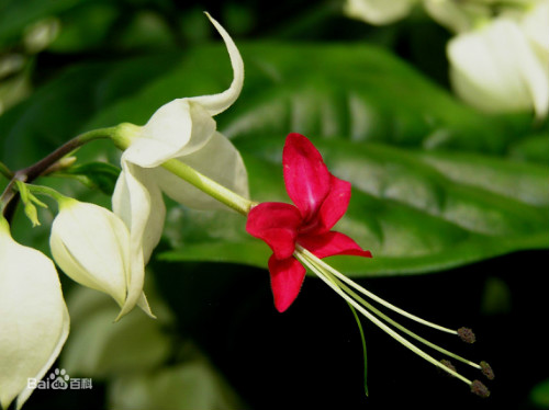 龙吐珠一年开几次花 龙吐珠花为什么不开花施什么肥能开花