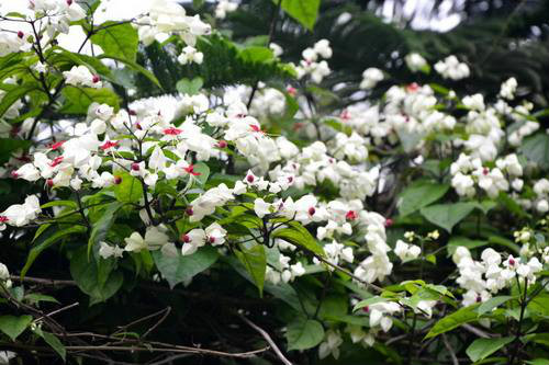龙吐珠一年开几次花 龙吐珠花为什么不开花施什么肥能开花