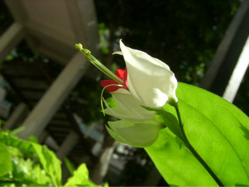 龙吐珠一年开几次花 龙吐珠花为什么不开花施什么肥能开花
