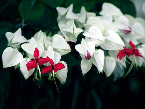 龙吐珠一年开几次花 龙吐珠花为什么不开花施什么肥能开花