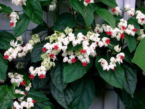 龙吐珠一年开几次花 龙吐珠花为什么不开花施什么肥能开花