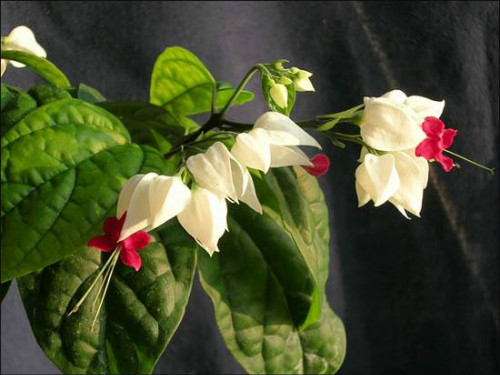 龙吐珠一年开几次花 龙吐珠花为什么不开花施什么肥能开花