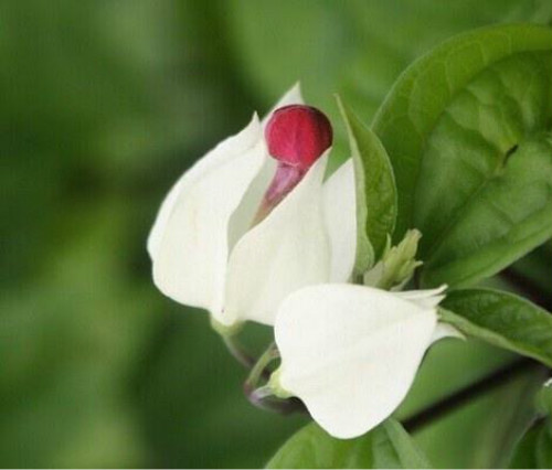 龙吐珠一年开几次花 龙吐珠花为什么不开花施什么肥能开花