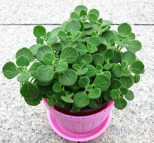 ��������ô����ʲô����ֳ ���������ֳ������ע����������Щ