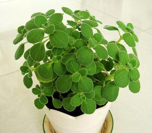 ��������ô����ʲô����ֳ ���������ֳ������ע����������Щ