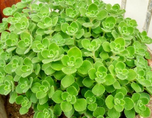 ������Ҷ�ӷ���������ô����ô����  ������Ҷ�ӱ䱡��ô��