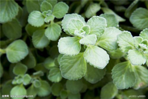 ������Ҷ�ӷ���������ô����ô����  ������Ҷ�ӱ䱡��ô��