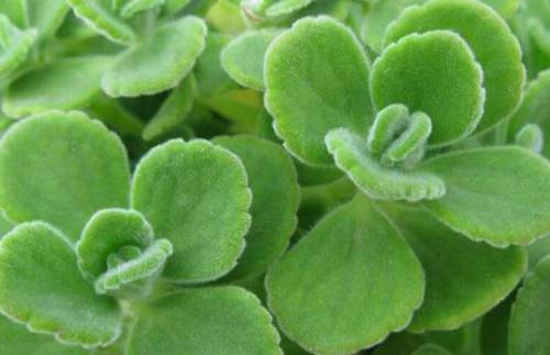 ������Ҷ�ӷ���������ô����ô����  ������Ҷ�ӱ䱡��ô��