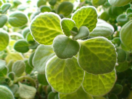 �����㿪�������ܿ�����ʲô�� �����㿪��ͼƬ��ô������ԭ��